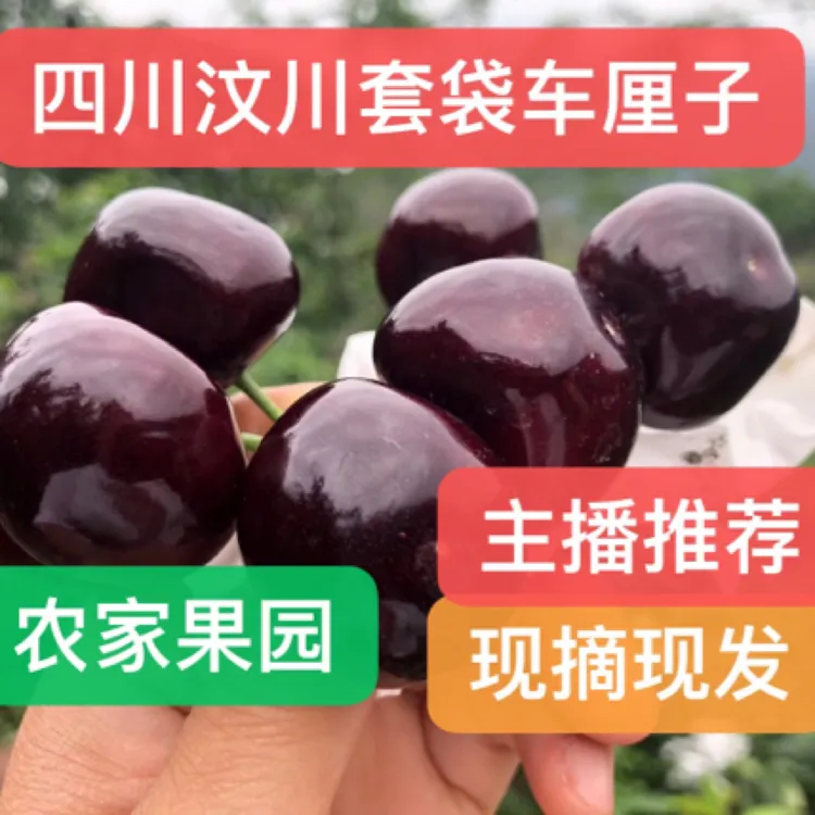 川渝(顺丰陆运)四川汶川套袋车厘子大樱桃新鲜孕妇2斤3斤4斤包邮