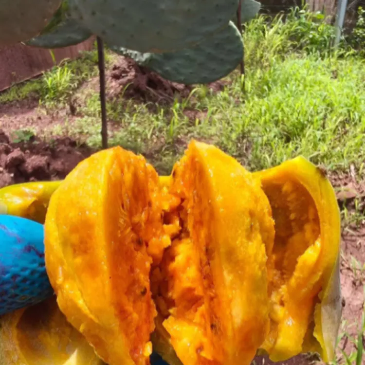 云南高原特色可食用仙人掌果现摘鲜果2斤/4斤包邮