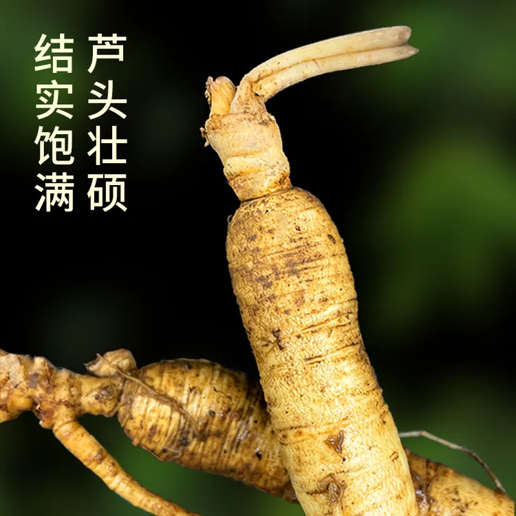 长白山鲜人参20g左右新鲜现挖带土可煲汤泡酒滋补佳品