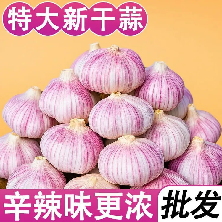 新干大蒜精品网兜特大果紫皮紫白皮多瓣可挂式新鲜紫皮大蒜