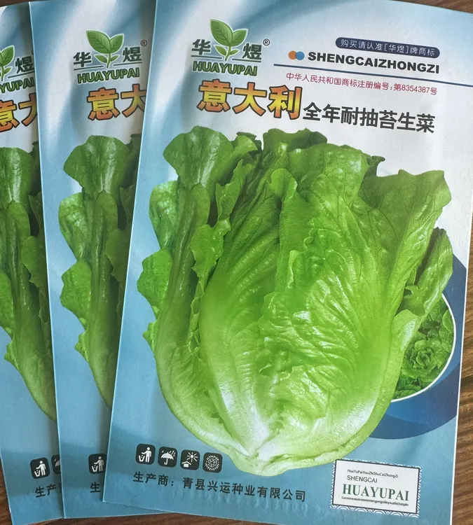 意大利罗马优质生菜种子耐热耐寒盆栽地栽蔬菜种子（拍2送1）