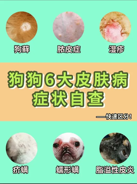 犬猫皮肤癣护理喷雾红肿脓皮体外驱虫小帮手