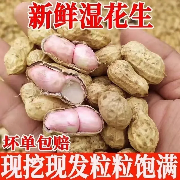 人工挑选现挖湿农家自种粉白泥鲜花生现挖现卖