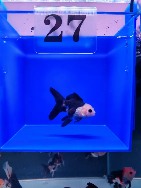 观赏鱼玛丽金鱼（活体出售）