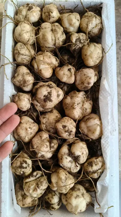 新鲜长白山百合口感软糯香甜长白山土特产