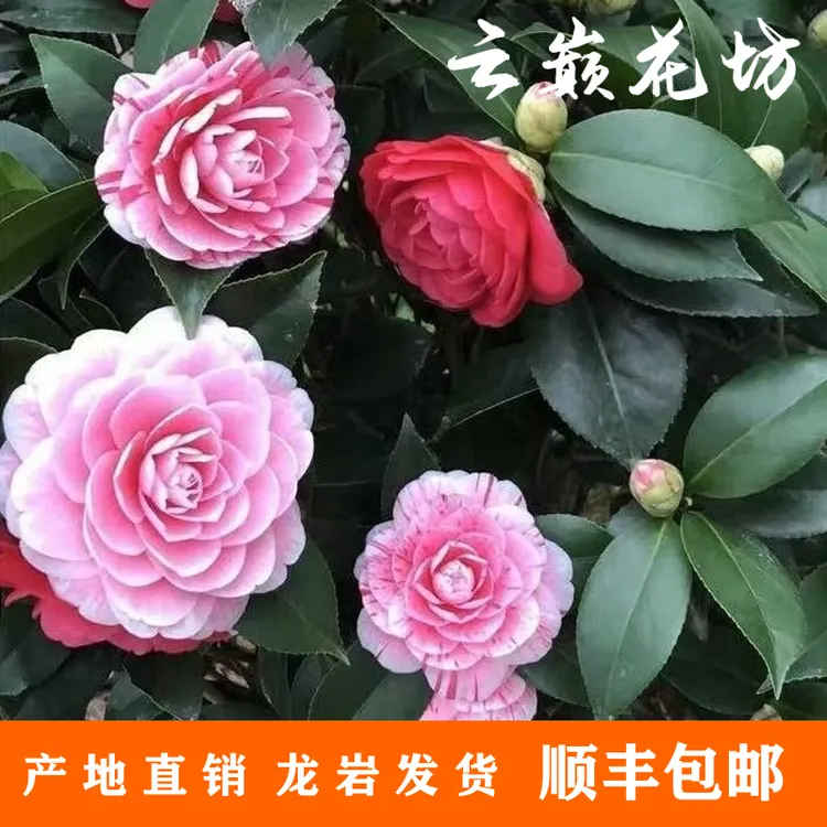 （五色赤丹）山茶花带花苞四季开花好养易活阳台花卉绿植