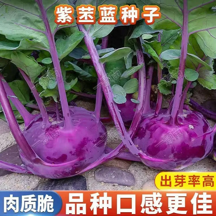 【紫苤兰种子】四季种植盆栽地栽阳台小院种植