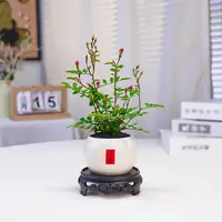 【姬月季迷你小盆栽】微型月季花办公桌绿植绿植盆栽室内好养活花卉