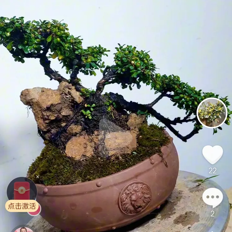 老鹰刺，一物一拍，绿植养护有风险请谨慎下单，不支持退款退货。