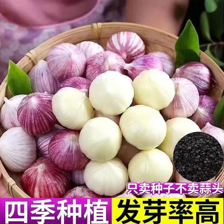 农家四季种植蔬菜种子阳台盆栽源头圆头大蒜种子