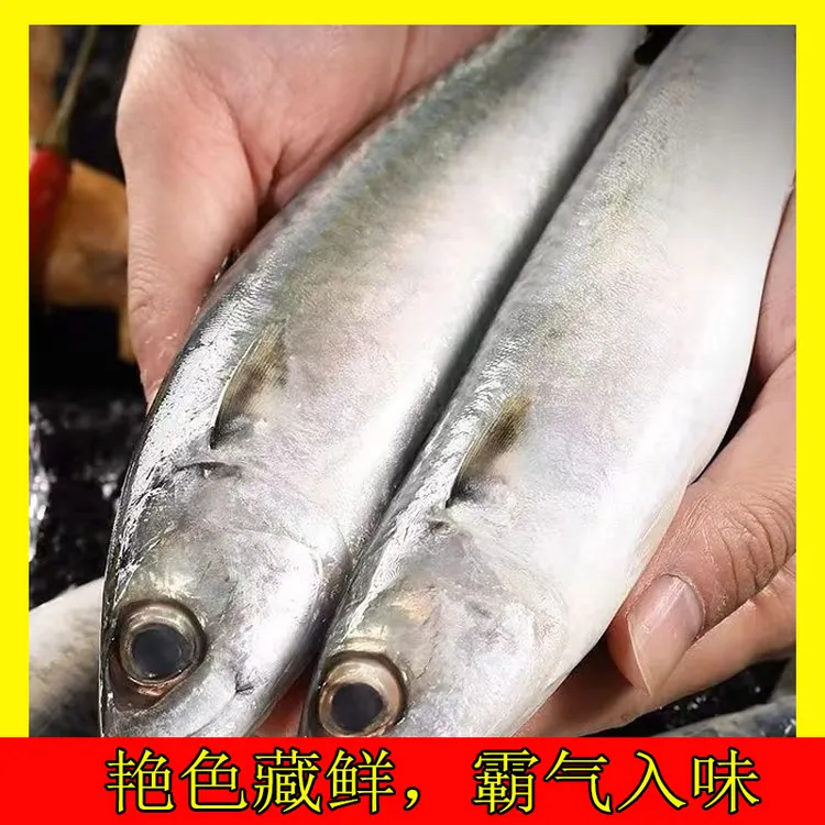 5斤鲅鱼整条冷冻海捕青花鱼新鲜海鲜马鲛鱼烧烤饭店食材燕鲅鱼