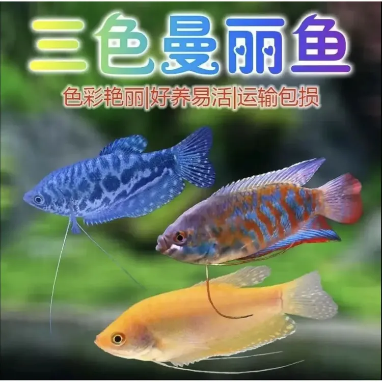 五彩丽丽鱼曼龙鱼小型观赏鱼耐活好养淡水鱼冷水鱼