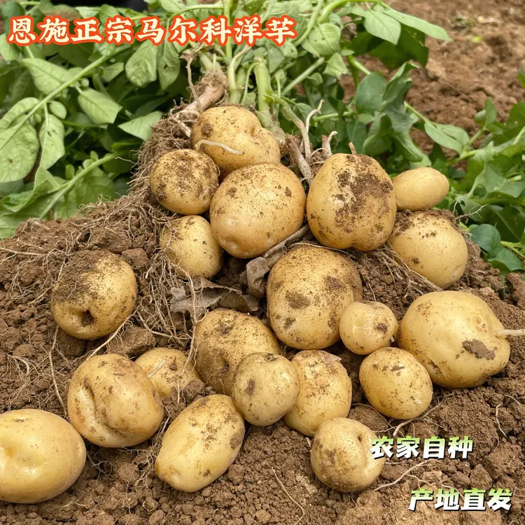 湖北恩施土豆高山老品种土豆粉糯香甜露天种植洋芋马铃薯5斤包邮