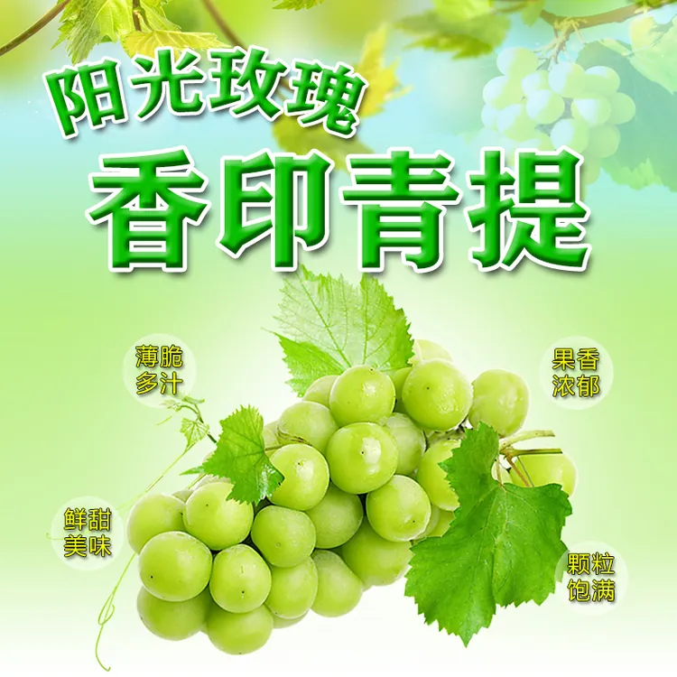阳光玫瑰葡萄阳光玫瑰葡萄香印青提新鲜水果
