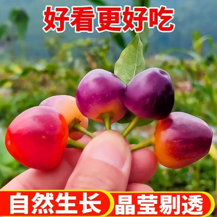 头茬新鲜七彩椒五彩灯笼椒可腌制泡椒剁椒脆嫩肉厚（坏果包赔）