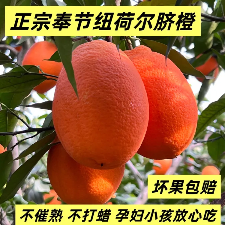 正宗奉节脐橙纽荷尔10/20斤水果橙子现摘现发不打甜蜜素坏果包赔