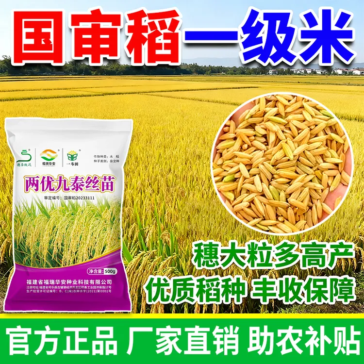 高产水稻种购买两优九泰丝苗国审一级米质穗大粒多分蘖强抗倒伏商品图