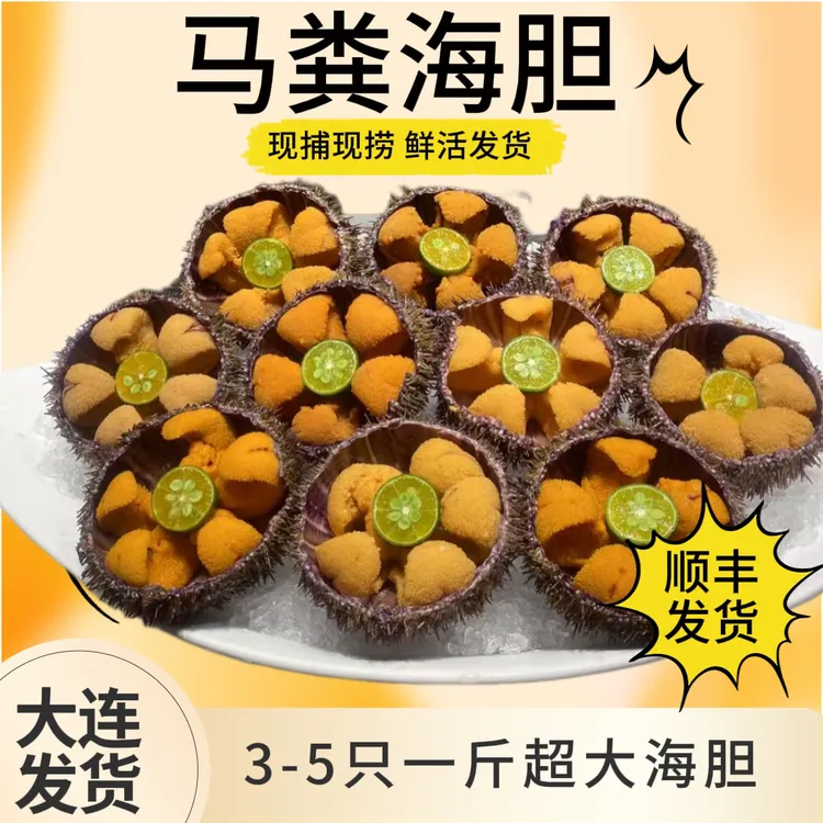 【更大更肥的马粪海胆】大连鲜活马粪海胆 精挑细选鲜活顺丰发货 