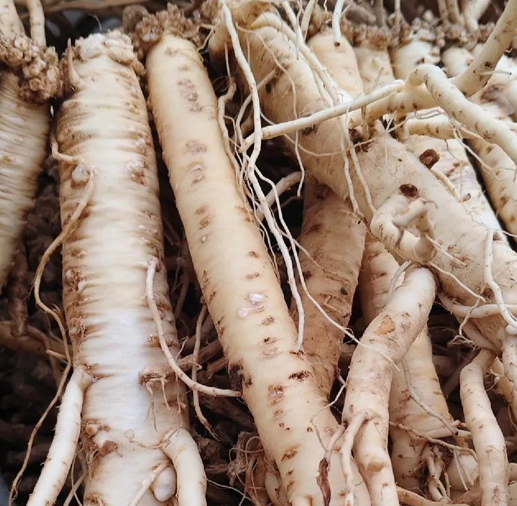 原产地现挖新鲜适合中老年泡酒煲汤