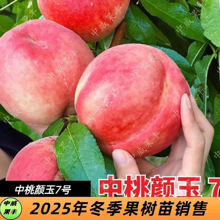 颜玉7号红毛桃 7月上中旬成熟 果顶稍凹粘核丰产
