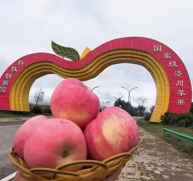 【新店福利】洛川正宗红富士脆甜多汁产地直发