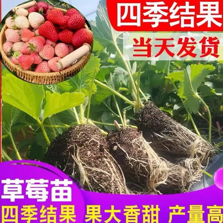 草莓苗四季盆栽食用奶油隋珠红颜白雪穴盘苗果苗南北阳台种植好养
