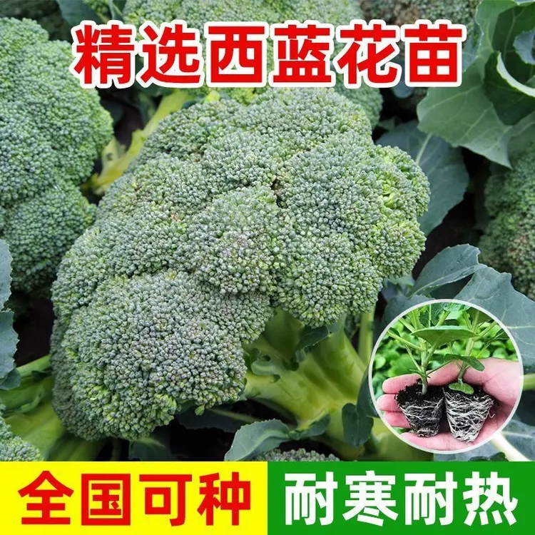 高产有机西蓝花苗耐寒适合阳台庭院种植带土发货