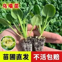 蔬菜苗乌塌菜种苗高钙保健耐寒高产秋冬季种植南北方庭院阳台苗