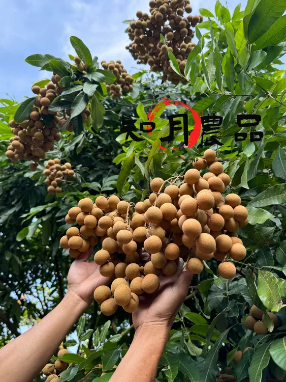 【储良龙眼】顺丰冷链包邮 广东高州龙眼 新鲜采摘 现摘现发