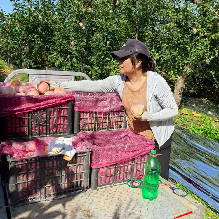 山西运城现摘新鲜水果苹果脆甜多汁果农现摘产地直发
