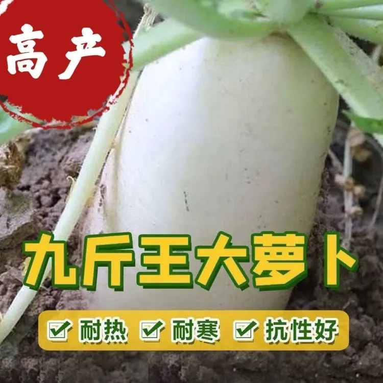 【九斤王萝卜种子】正品抗热长条白萝卜四季小院农家蔬菜种子