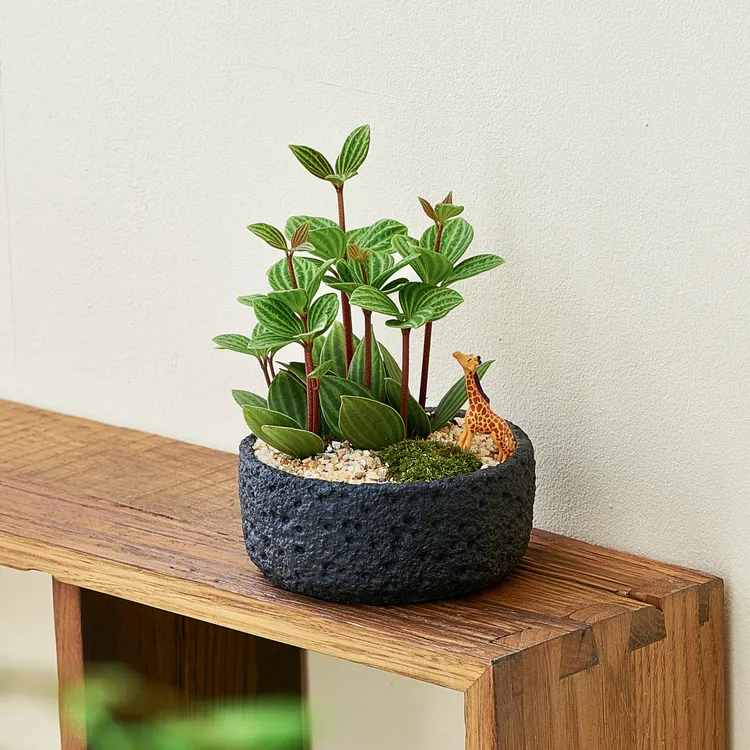 钻石翡翠吊兰豆瓣绿植物小盆栽桌面趣味摆件客厅办公室内好养常青