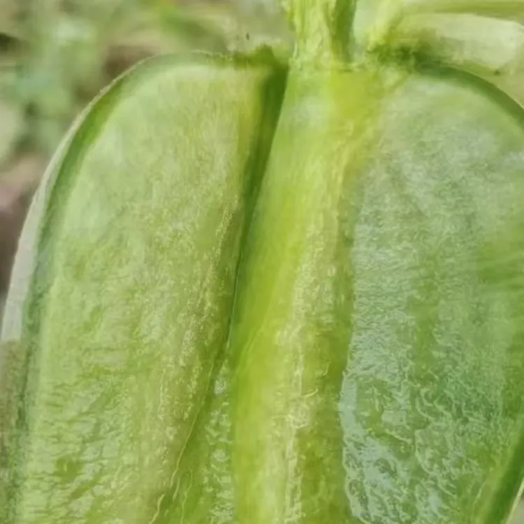 天津正宗沙窝萝卜天星02冰淇淋双拼