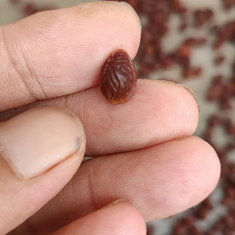 小龙纹，主力尺寸0.8/0.9同树。每粒1.5元通货100颗发。打包议价