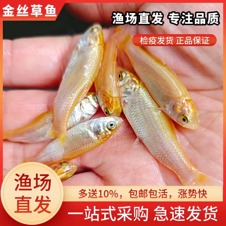 金丝草鱼红草鱼淡水养殖食用冷水观赏鱼金丝皖鱼黄金草