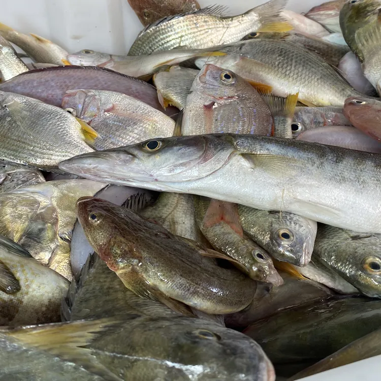 新鲜正宗野生杂鱼以直播为准