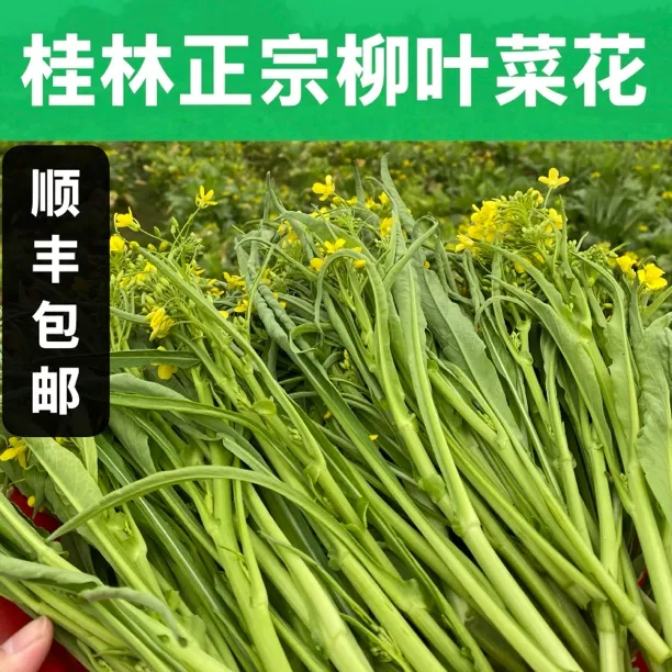 【顺丰包邮】广西桂林农家露天种植正宗柳叶菜花新鲜菜心菜苔