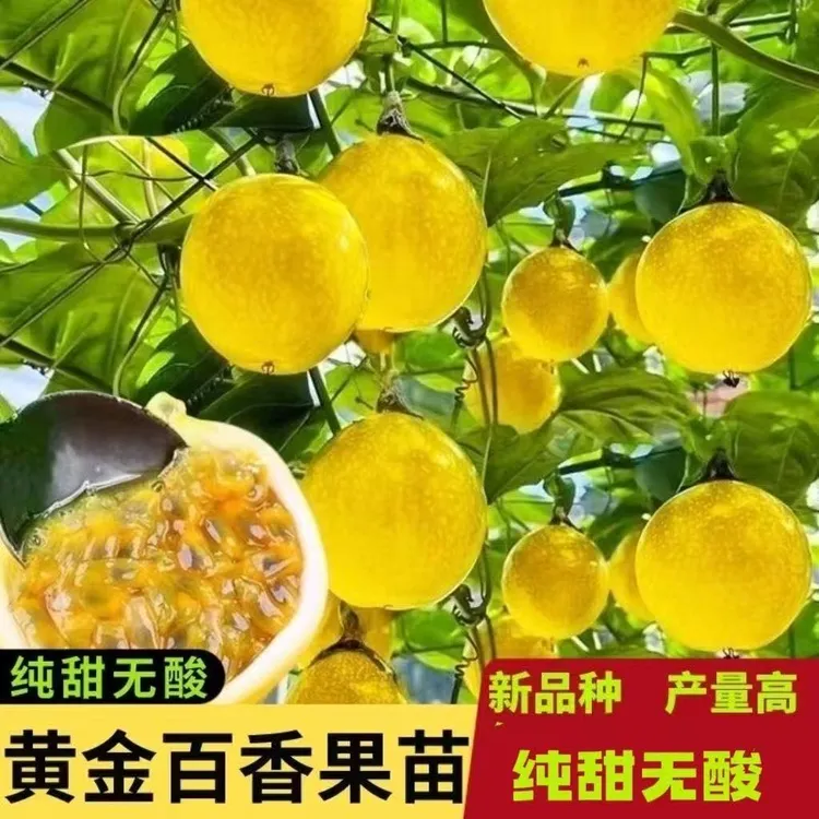 纯甜百香果树苗正宗黄金百香果苗纯甜黄金果四季庭院爬藤南北可种