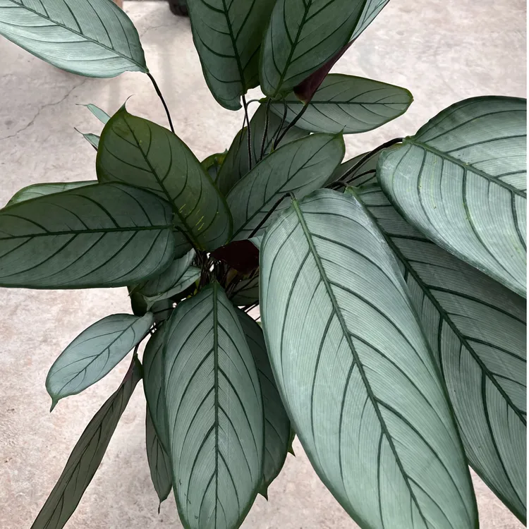 飞羽竹芋盆栽室内客厅耐阴观叶绿植净化空气好养易活