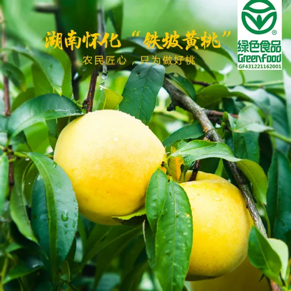 【现摘现发】铁坡黄桃绿色食品湖南高山红心黄桃带箱5斤坏果包赔