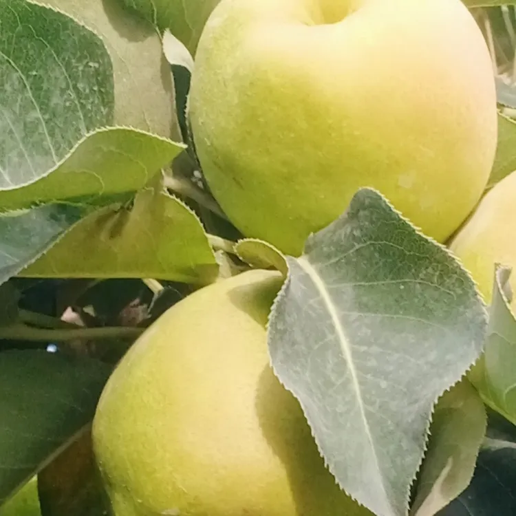 库尔勒香梨特级果