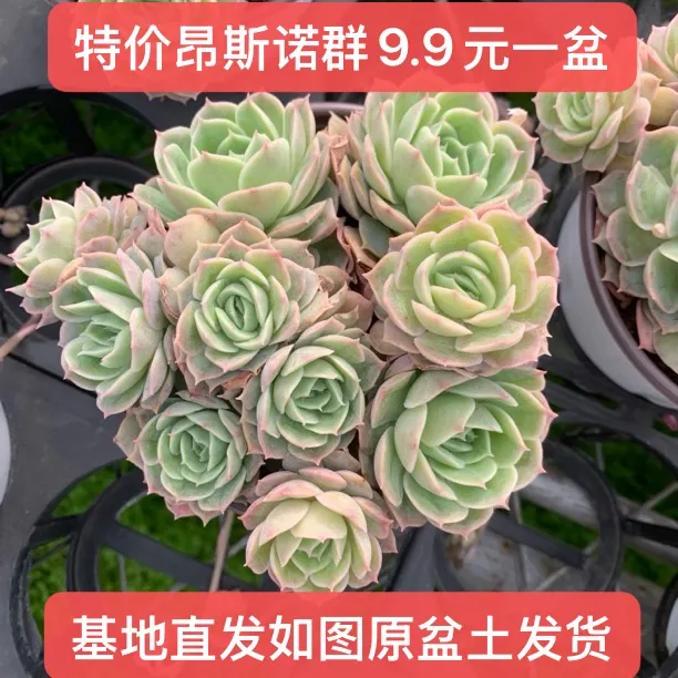果冻昂斯诺群生多肉植物新手好养带盆带土发货包邮耐旱植物