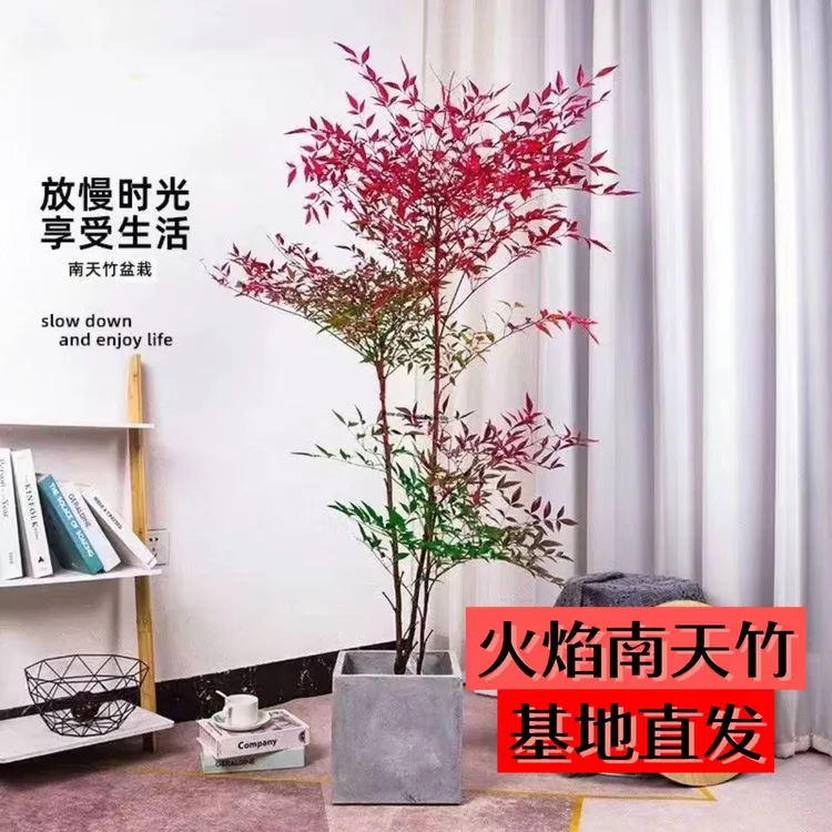 【热卖——水培生根绿植】火焰红南天竹室内外好养绿植适合
