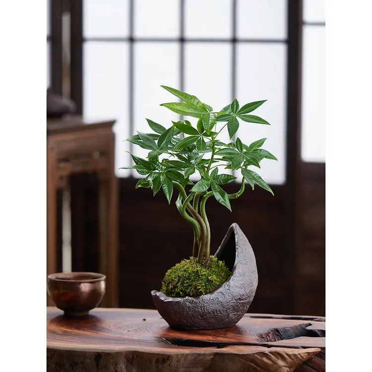 苔藓球发财树盆栽室内绿植花卉办公室桌面招财摆件好养活水培植物