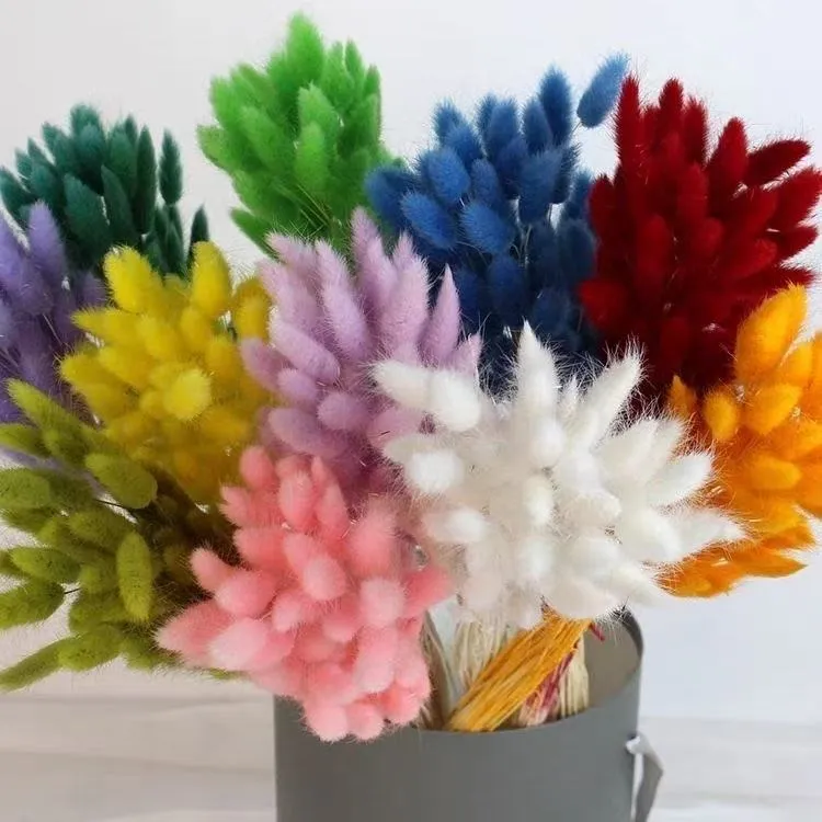 买40支送20支的兔尾草干花永生花手工diy清新款花材永生花花束