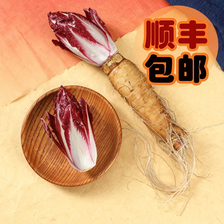 【5颗带根菜】红玉兰菜紫芽球菊苣菜带根玉兰菜新鲜蔬菜沙拉可种植