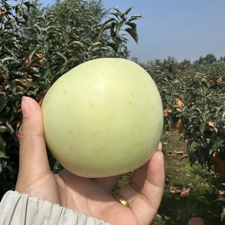 辽宁新鲜苹果 新鲜采摘 脆甜微酸多汁 有点青 当季现摘现发苹果
