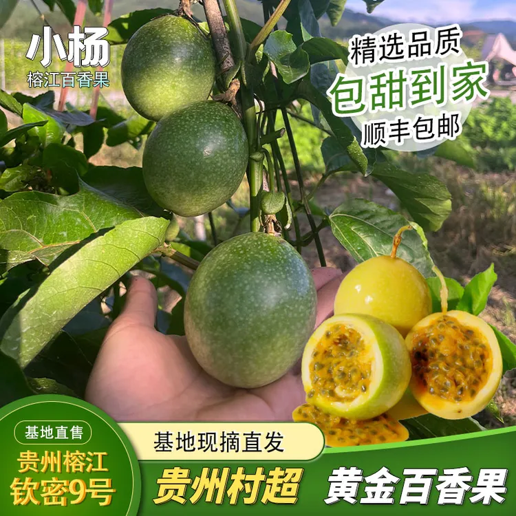 贵州榕江黄金百香果钦密9号贵州村超产地现摘现发香甜多汁