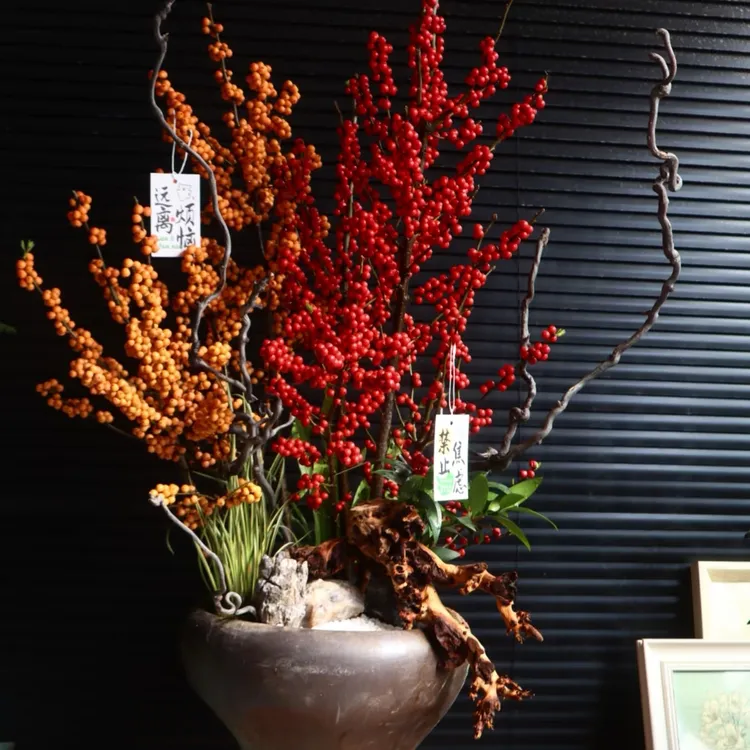 北美冬青冬红批发10颗