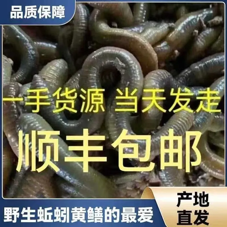 鲜活黑蚯蚓青蚯蚓特大号臭蚯蚓钓黄鳝野钓鱼饵活饵